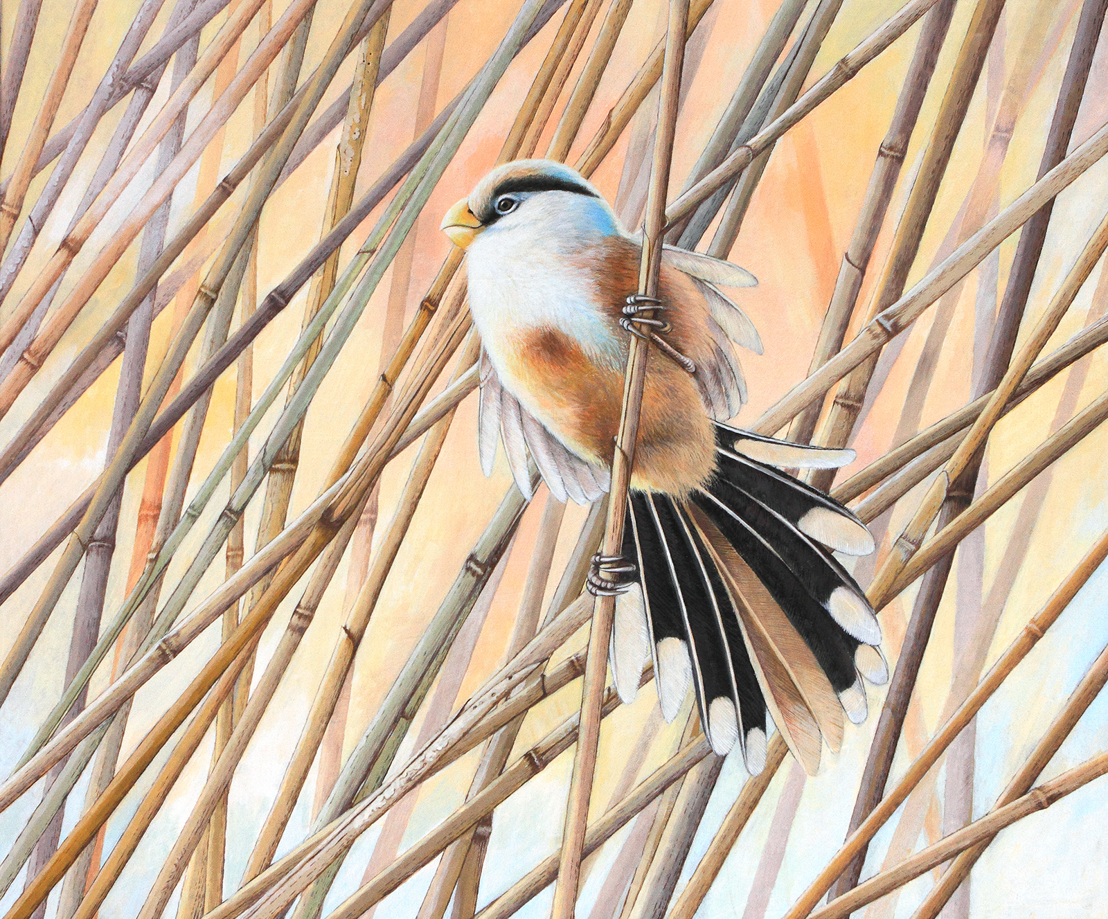 Reed parrotbill painting