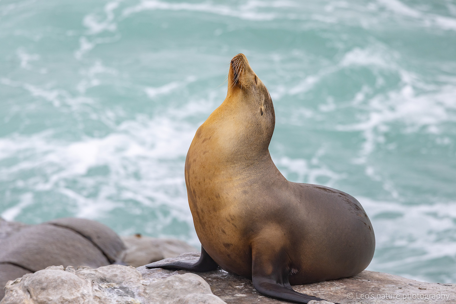 Yoga by the sea in La Jolla photography